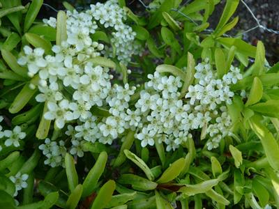 Pyracantha coccinea